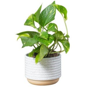 Golden Pothos in Mid-Century Modern Planter Set