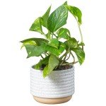 Golden Pothos in Mid-Century Modern Planter Set