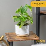 Golden Pothos in Mid-Century Modern Planter Set