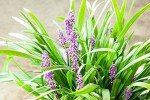 Royal Purple Liriope Plant with Fertilizer & Guide