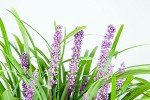 Royal Purple Liriope Plant with Fertilizer & Guide