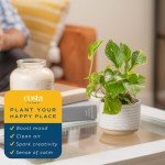 Golden Pothos in Mid-Century Modern Planter Set