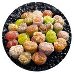 Set of 5 Medium Exotic Lithops Plants for Terrariums