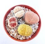 Set of 5 Medium Exotic Lithops Plants for Terrariums