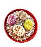 Set of 5 Medium Exotic Lithops Plants for Terrariums