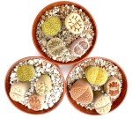 Set of 5 Medium Exotic Lithops Plants for Terrariums