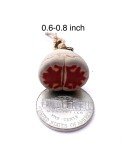 Set of 5 Medium Exotic Lithops Plants for Terrariums