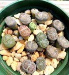 Set of 5 Medium Exotic Lithops Plants for Terrariums