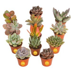 12-Pack Mini Succulent Assortment for Gifts