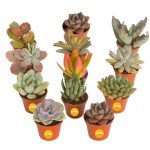 12-Pack Mini Succulent Assortment for Gifts