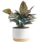 Calathea Live Indoor Plant in Ceramic Pot
