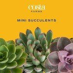 12-Pack Mini Succulent Assortment for Gifts