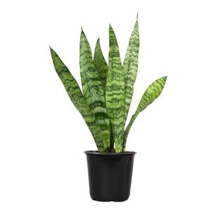 Live Snake Plant in Pot - Sansevieria Zeylanica