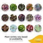 12-Pack Mini Succulent Assortment for Gifts
