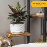 Calathea Live Indoor Plant in Ceramic Pot