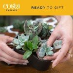 12-Pack Mini Succulent Assortment for Gifts