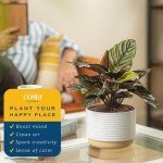 Calathea Live Indoor Plant in Ceramic Pot