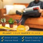 12-Pack Mini Succulent Assortment for Gifts