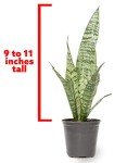 Live Snake Plant in Pot - Sansevieria Zeylanica