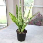 Live Snake Plant in Pot - Sansevieria Zeylanica