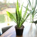 Live Snake Plant in Pot - Sansevieria Zeylanica