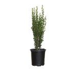 Japanese Sky Pencil Holly - Tall Evergreen Privacy