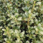 Japanese Sky Pencil Holly - Tall Evergreen Privacy