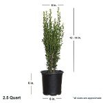 Japanese Sky Pencil Holly - Tall Evergreen Privacy