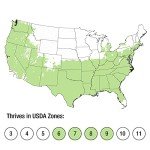 Japanese Sky Pencil Holly - Tall Evergreen Privacy