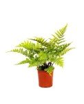Autumn Fern Live Plant - 1 Gallon Pot