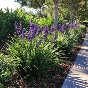 Super Blue Liriope - 10 Drought Tolerant Plants