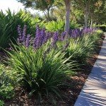 Super Blue Liriope - 10 Drought Tolerant Plants