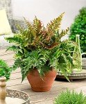 Autumn Fern Live Plant - 1 Gallon Pot