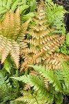 Autumn Fern Live Plant - 1 Gallon Pot