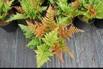 Autumn Fern Live Plant - 1 Gallon Pot