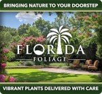 Super Blue Liriope - 10 Drought Tolerant Plants