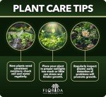 Super Blue Liriope - 10 Drought Tolerant Plants