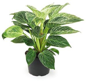 Birkin Philodendron - 6 Inch Indoor Plant