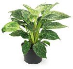 Birkin Philodendron - 6 Inch Indoor Plant