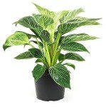 Birkin Philodendron - 6 Inch Indoor Plant
