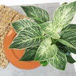 Birkin Philodendron - 6 Inch Indoor Plant