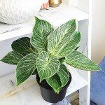 Birkin Philodendron - 6 Inch Indoor Plant