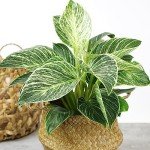 Birkin Philodendron - 6 Inch Indoor Plant
