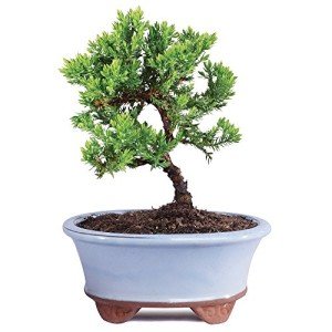 Green Mound Juniper Outdoor Bonsai Tree in Container