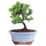 Green Mound Juniper Outdoor Bonsai Tree in Container
