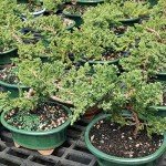 Green Mound Juniper Outdoor Bonsai Tree in Container