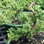 Green Mound Juniper Outdoor Bonsai Tree in Container
