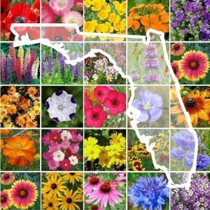 Florida Wildflower Seed Mix for Attracting Pollinators