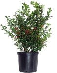 Blue Princess Holly - Evergreen Plant in Container