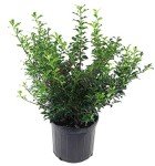 Blue Princess Holly - Evergreen Plant in Container
